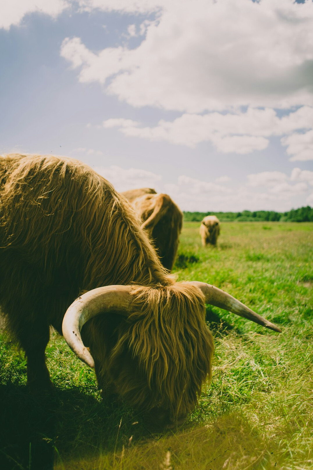photographer in denmark